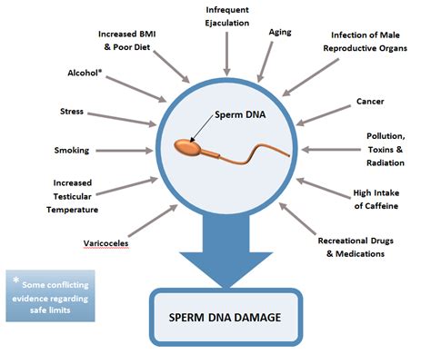 Sperm DNA Fragmentation - Fertility Solutions