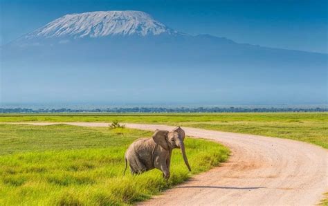 6 Reasons to Visit Amboseli National Park | Kenya Destination