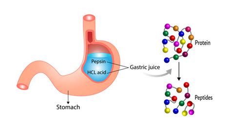 Pepsin In The Digestive System