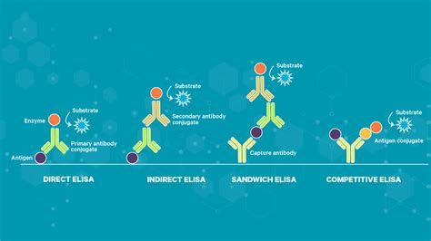 An Introduction to the Enzyme-Linked Immunosorbent Assay – ELISA Test ...