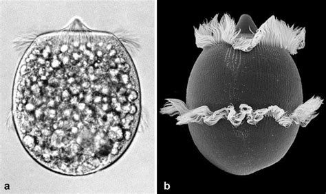 Chapter 13: Didinium -- 00-did -- Fig 0: Didinium cells | Chapter 13, Fig, Protists