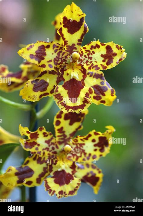 Odontoglossum hybrid (Odontoglossum-Hybride), flowers Stock Photo: 8795535 - Alamy