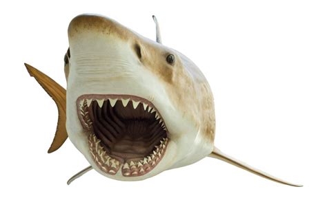 This Shark Week, take a bite out of these species from the Smithsonian ...