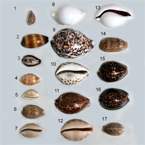 Monetaria moneta, common name the money cowry, is a species of small ...