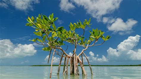 Mangrove Trees Florida - Tree Choices