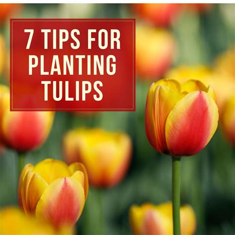 7 Tips for Planting Tulip Bulbs - Longfield Gardens | Planting tulips, Planting tulip bulbs ...