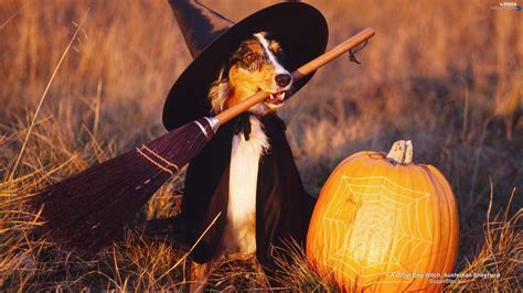 Halloween Dog Wallpapers - Wallpaper Cave