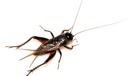 Do Crickets Bite? Uncovering Symptoms And Risks - Pest Control Helper