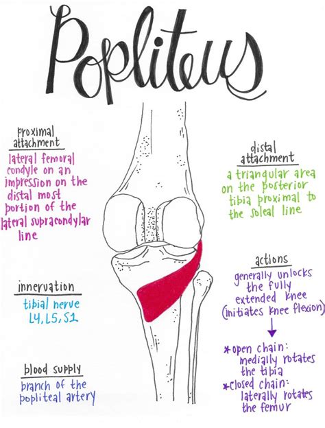 Popliteus | Muscle anatomy, Medical anatomy, Human anatomy and physiology