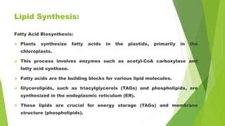 Lipid metabolism in plants.pptx