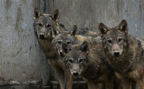 Wolf cubs found by Turkish soldier continue receiving treatment in ...