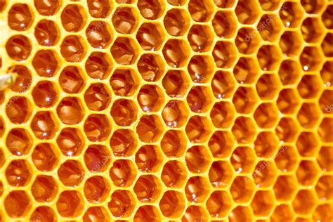 Bee honey in honeycomb — Stock Photo © kotomiti #52774035