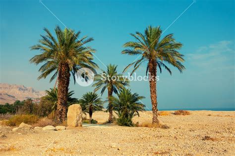 Palm trees in desert Royalty-Free Stock Image - Storyblocks