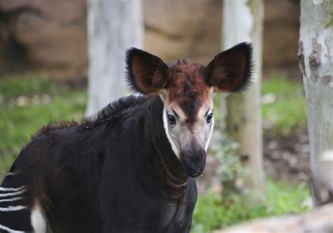 At San Antonio Zoo, baby okapi Gates explores new habitat