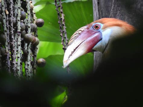 What 1,000 hornbills contribute to the tiny Narcondam Island | Mint Lounge