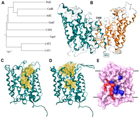 (A) Phylogenetic tree of amino acid transporters based on multiple... | Download Scientific Diagram