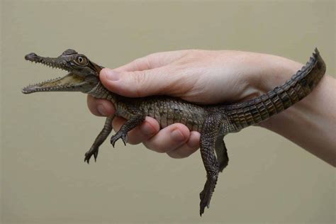 Surprisingly adorable baby freshwater crocodile.https://ift.tt/2tbDF8g ...