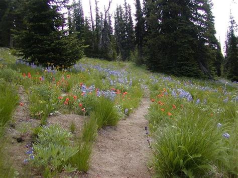 Lower Mad River Valley — Washington Trails Association