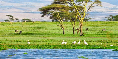 Lake Nakuru & Naivasha | Kenya Safari Holidays | Yellow Zebra Safaris