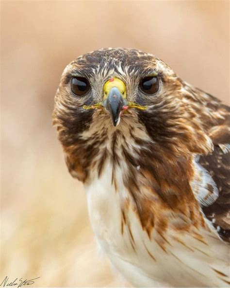 Kansas Birds on Instagram: “Red-tailed hawk . . 📸: @strootnick ...