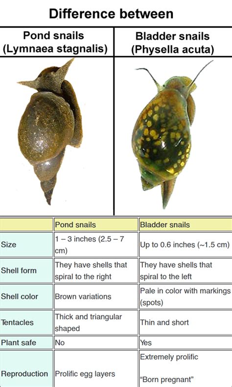 Bladder Snail – Detailed Guide: Care, Diet, and Breeding | Snail, Pond snails, Snail tank