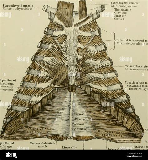 . An atlas of human anatomy for students and physicians. Anatomy. THE MUSCLES OF THE TRUNK 281 ...