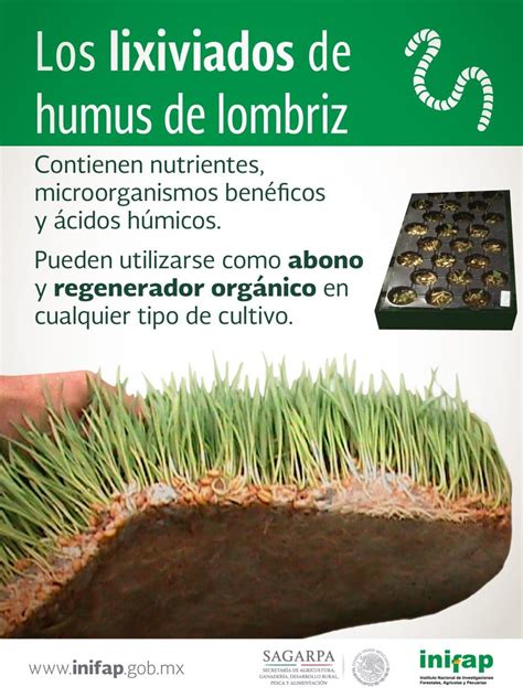 Compost de lombriz - Home