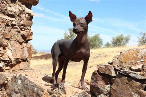 The Hairless Peruvian Dog, a National Heritage - Cuzco Eats