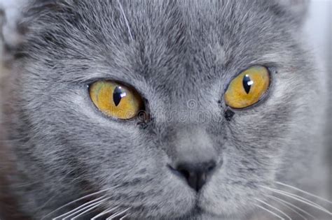 British Cat with Amber Eyes Stock Image - Image of amber, adorable: 143722343