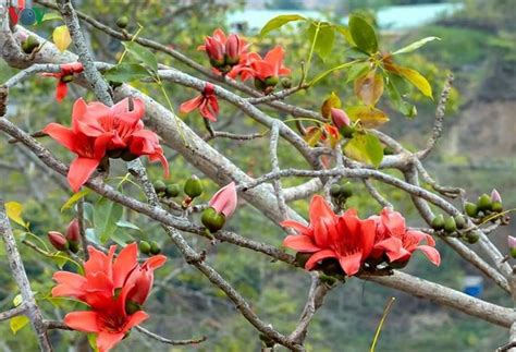 Stunning bombax ceiba flowers of Son La