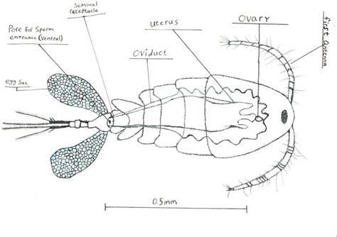 Acartia tonsa