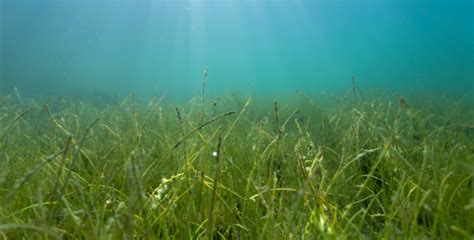 Importance of Seagrass in Coastal Island Ecosystems | Happy Eco News