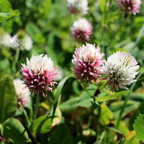 Alsike Clover Seed From Outsidepride - Trifolium Hybridum