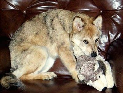 Coydog Pictures, Domestic Dog / Coyote Hybrid, 1