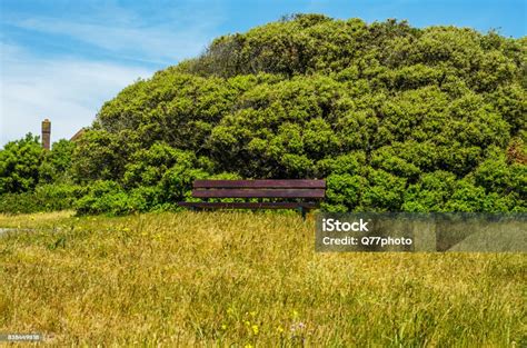 Bangku Kosong Di Taman Di Resor Tepi Pantai Tempat Istirahat Taman Hijau Hari Yang Cerah Foto ...