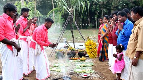 PONGAL CELEBRATION in Village | We Celebrate Our Traditional Festival ...