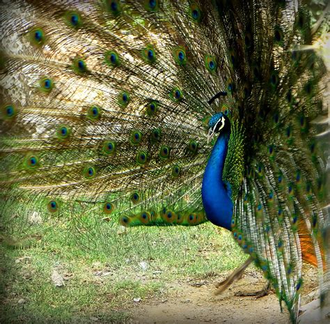 Dancing Peacock | This lovely beautiful peacock was dancing … | Flickr