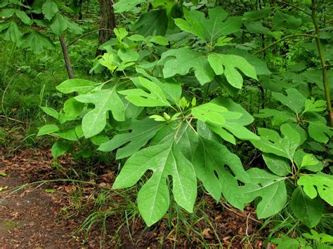 Reforestation and the Medicinal Uses of Trees -Liliana Usvat Research: Medicinal Trees ...