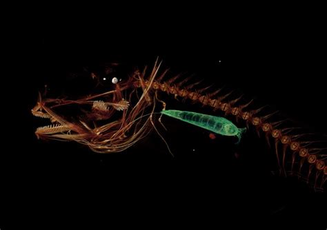 World’s deepest fish named to 10 ‘remarkable new species’ list for 2017 | College of the Environment