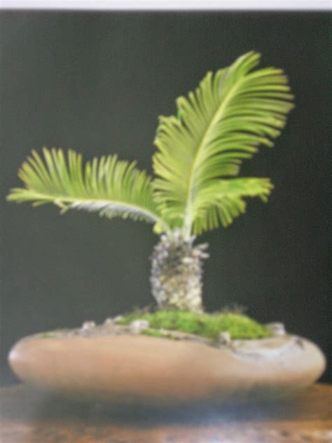 Plant Nursery: Cycas revoluta bonsai