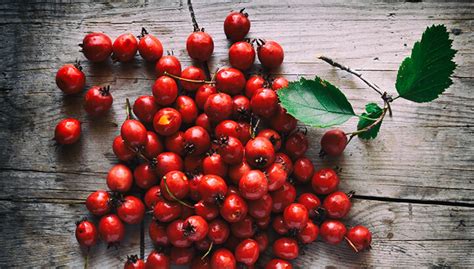 11 Amazing Health Benefits Of Hawthorn Berries