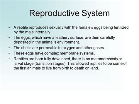 Lizard Reproductive System