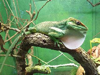 Rocs Reps: Cuban knight Anole Care