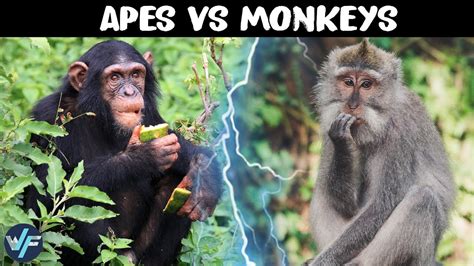 What is the Difference Between Apes and Monkeys? - YouTube