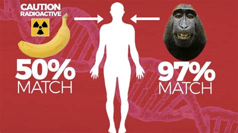 BANANAS ARE RADIOACTIVE - CRAZY BANANA FACTS - YouTube