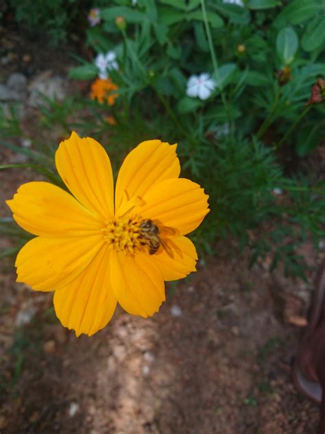 bee sucking kenikir flowers