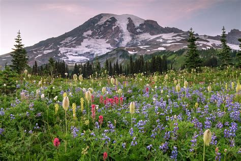 Mount Rainier - Wildflower Abundance | Mazama Ridge, Mount Rainier ...