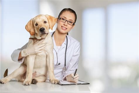 Pet doctor Stock Photo 04 free download