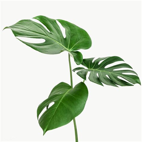 Tropical Plants, Tropical Flowers, Tropical Leaves, Exotic Flowers, Big ...