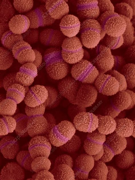 Streptococcus salivarius, SEM - Stock Image - C032/2400 - Science Photo ...